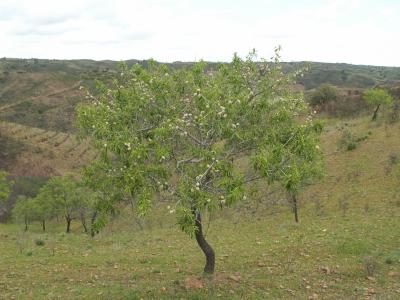 Amendoeria /|\ Almond Tree (Prunus dulcis)