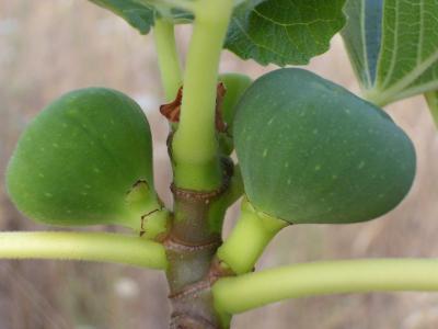 Figos /|\ Figs (Ficus carica)