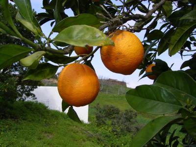 Laranjas (Citrus sinensis) /|\ Oranges