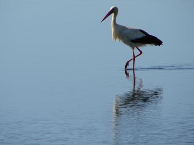 Cegonha-branca // White Stork (Ciconia ciconia)