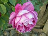 Rosa // Rose (Rosa sp.)