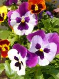 Amor-perfeito // Wittrock's Violet, Pansy (Viola wittrockiana)