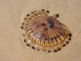 Alforreca ou Medusa /|\ Compass Jellyfish (Chrysaora hysoscella)