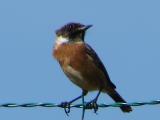 Cartaxo // European Stonechat (Saxicola rubicola subsp. rubicola), male