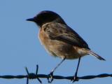 Cartaxo // European Stonechat (Saxicola rubicola subsp. rubicola), male