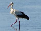 Cegonha-branca // White Stork (Ciconia ciconia)