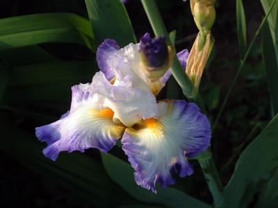 Purple/White  Iris