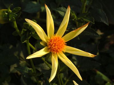 Yellow Star Dahlia