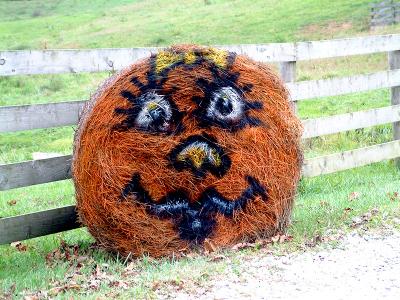 v3/99/529299/3/50932974.pumkingal.jpg