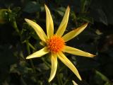 Yellow Star Dahlia