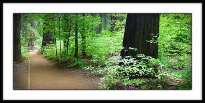 Big Trees State Park