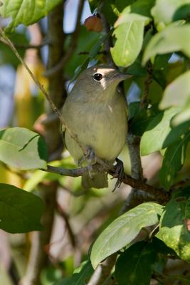 Beccafico	(Garden Warbler)