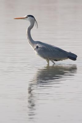 Airone Cenerino (Ardea cinerea)