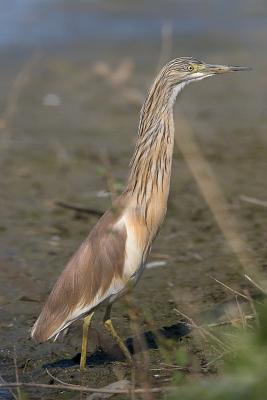 Sgarza Ciuffetto (Ardeola ralloides)