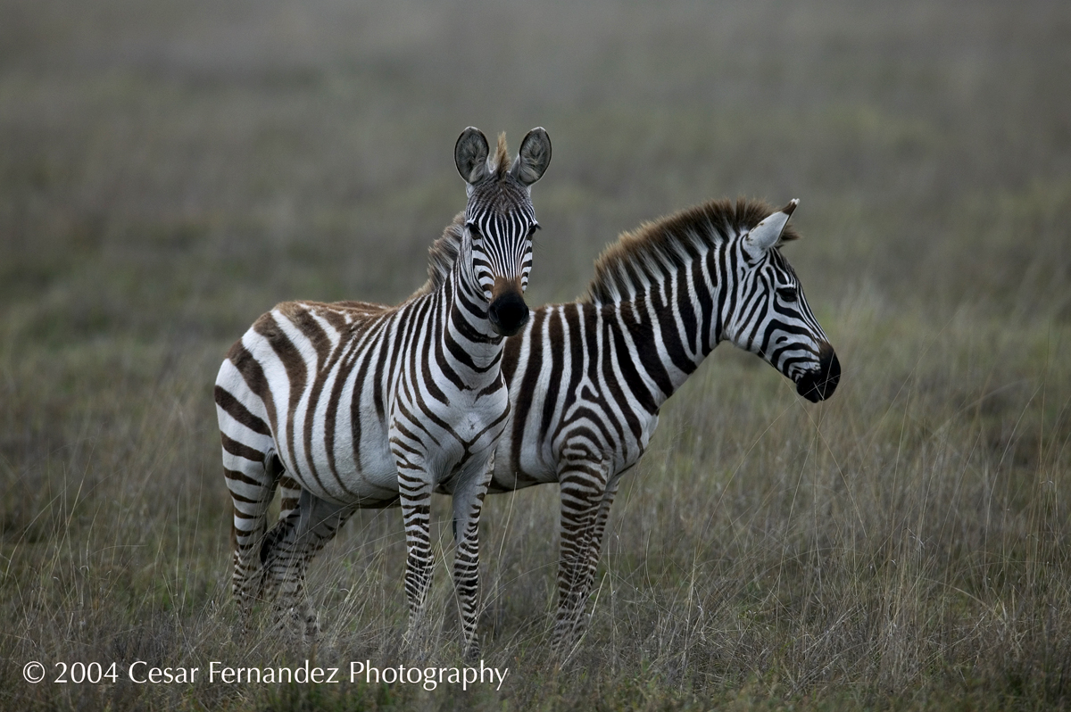 Zebra Two-heads copy.jpg