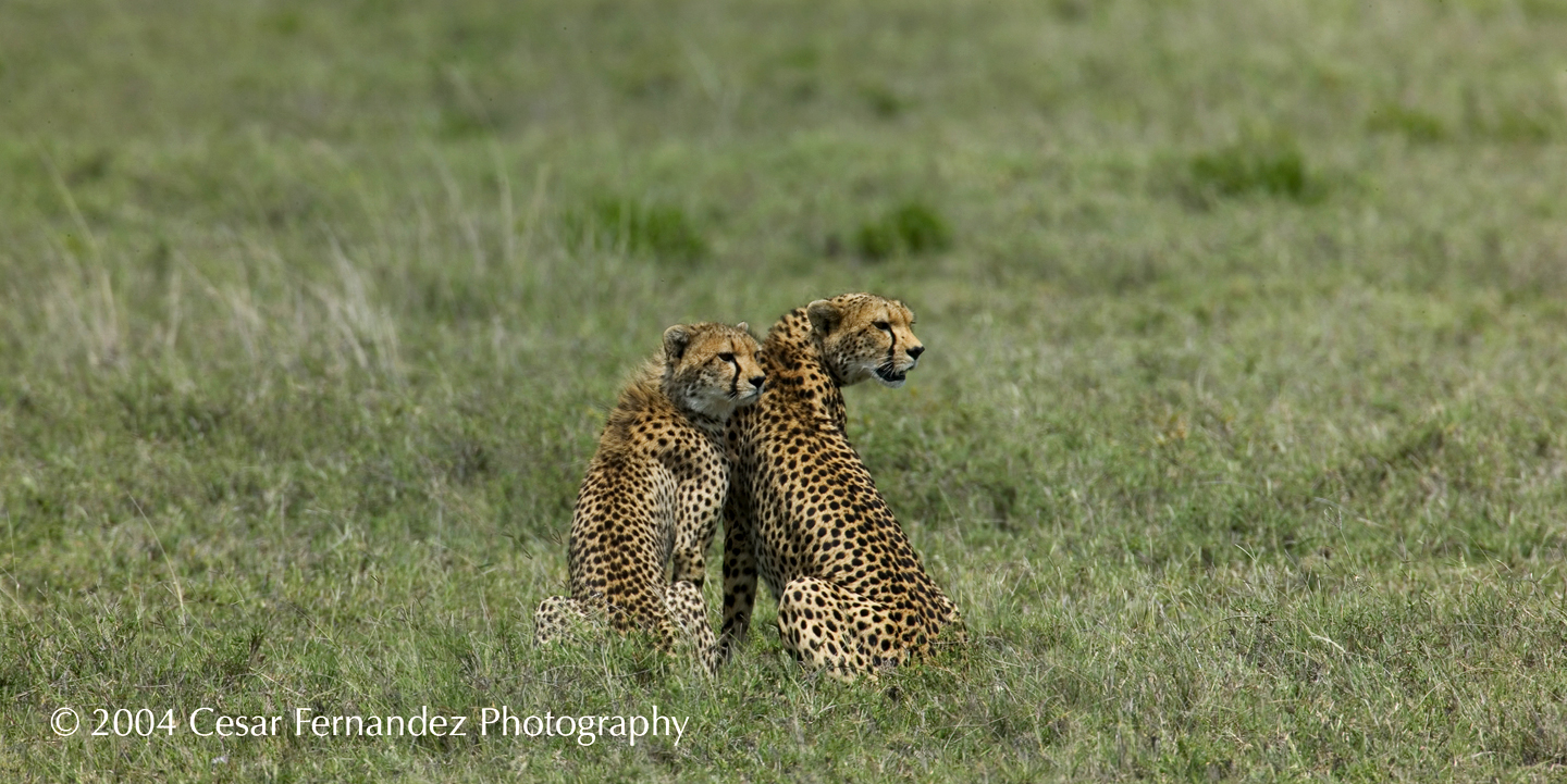 Cheeta Mother and Cub