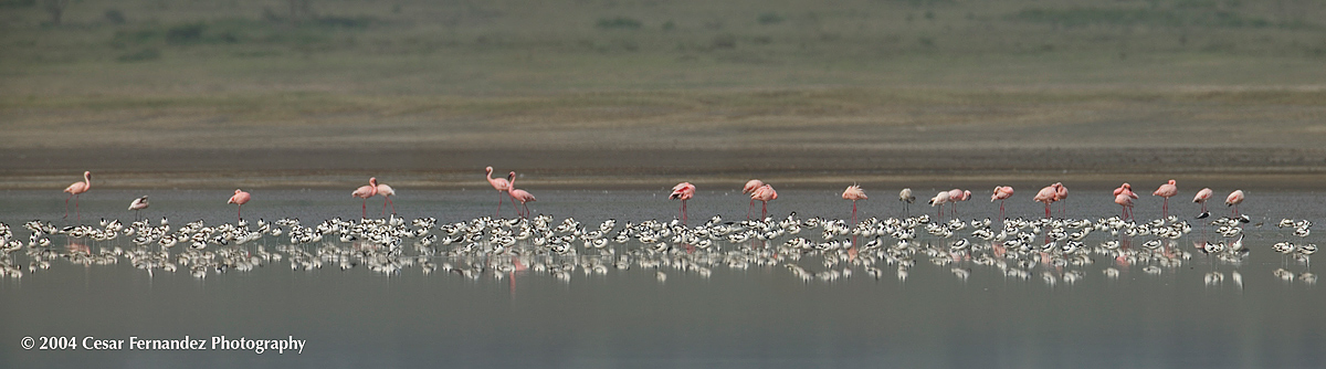 Lesser-Flamingos--Pied-Avo.jpg