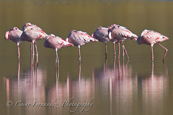 Horizontal-Flamingos.jpg