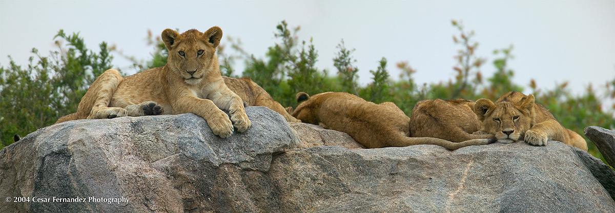 Lioncubs-resting.jpg