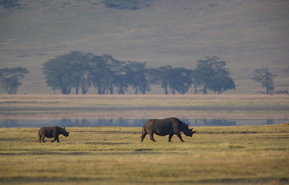 Black Rhino with Calf - (Rinoceronte Negro y su cra)