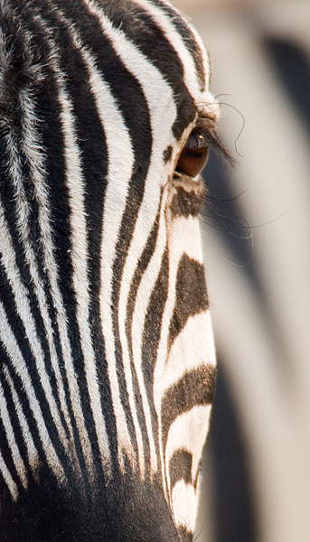 Burchell's Zebra - Detail