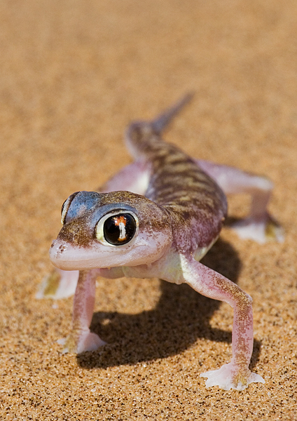 _Palmato Gecko