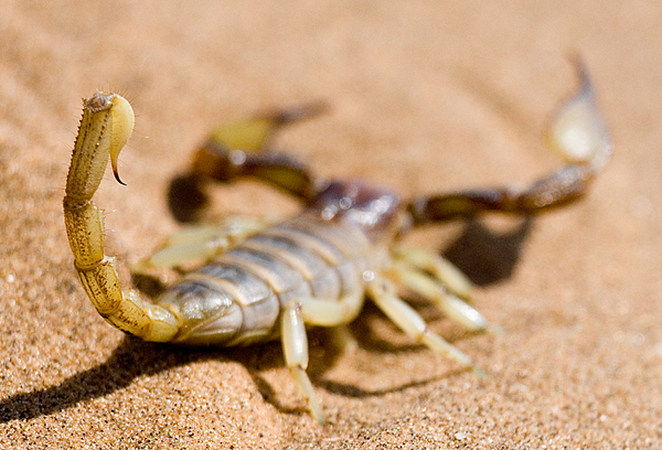 Parabuthus Scorpion