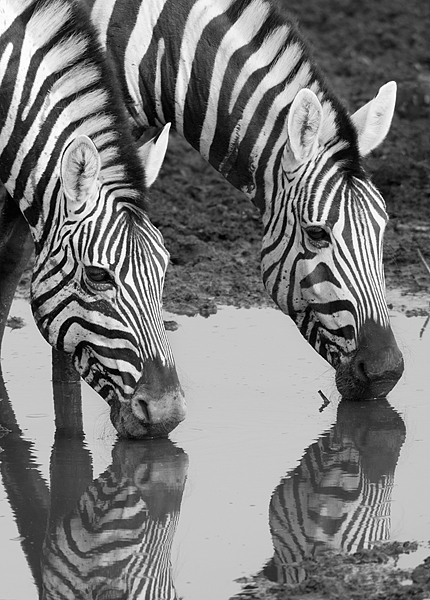 Burchells Zebras in B&W