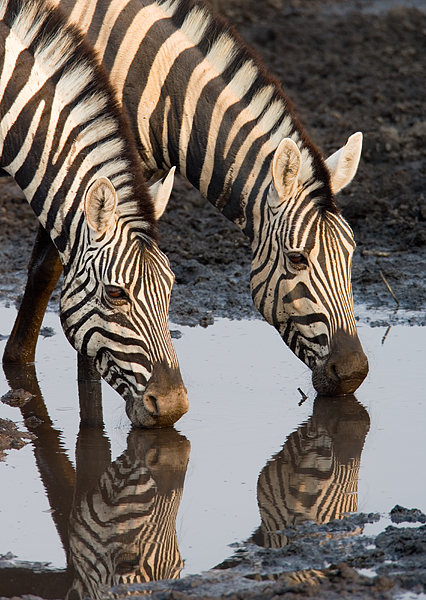 Zebra-pair-drinking.jpg