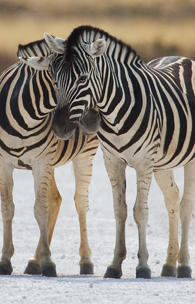 Burchell's Zebras