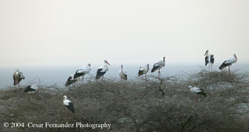 White Storks on Treetop.jpg