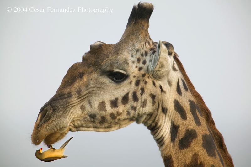 Giraffe & Oxpecker - Giraffa camelopardalis v.