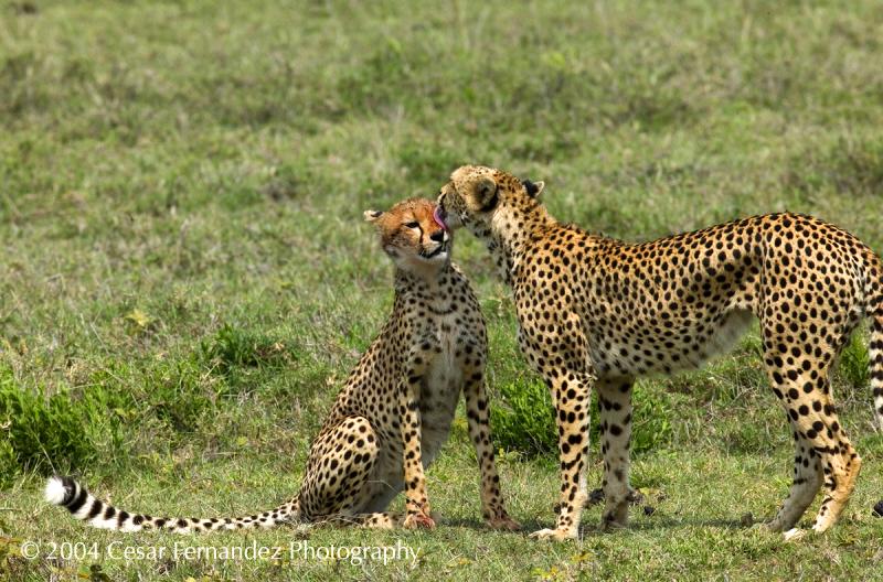 Cheeta mother cleaning her cub after a meal - Acynonyx jubatus v.jpg