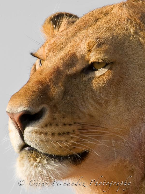 Young Male Lion - Phantera Leo.jpg