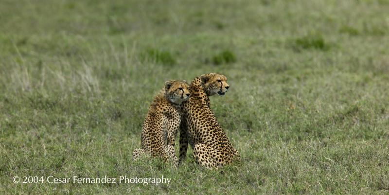 Cheeta Mother and Cub