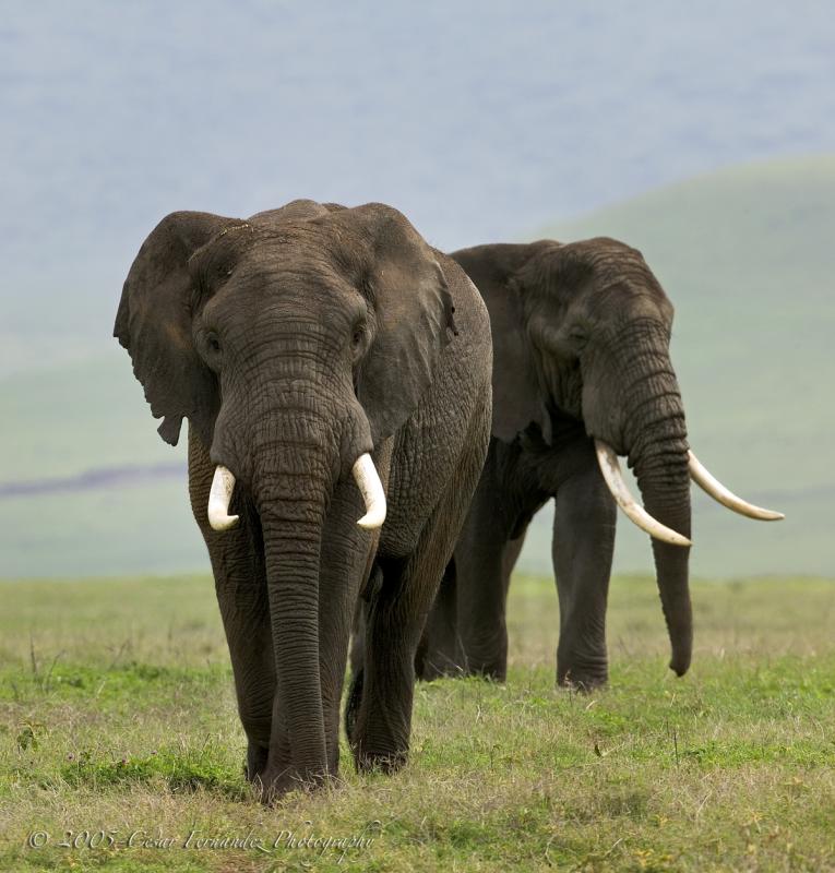 Elephant Bulls, Ngorongoro Crater