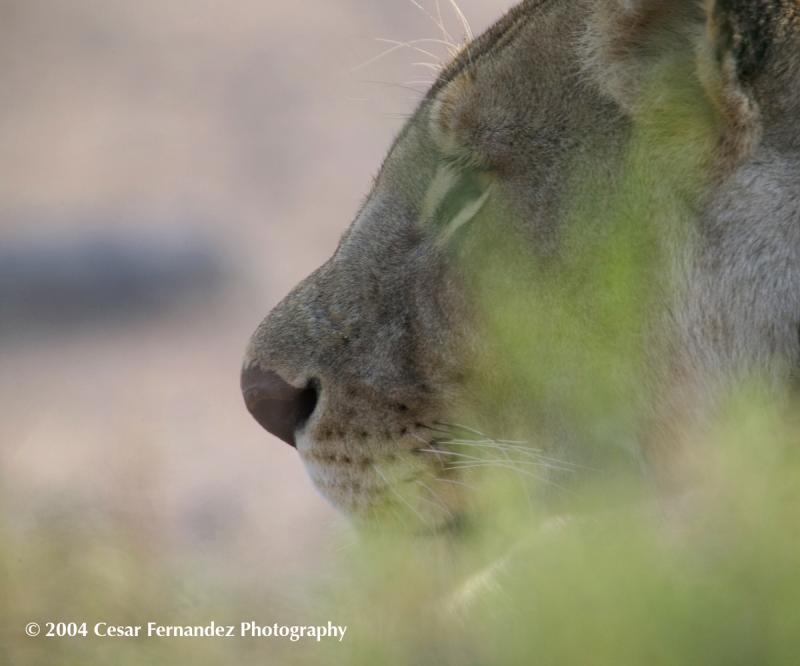 Lion-female stalking prey.jpg