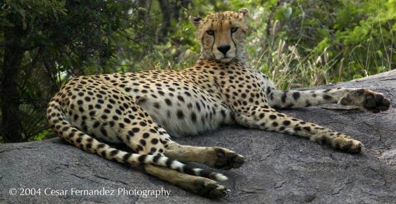 Cheeta Resting.jpg