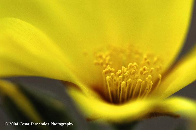 flor amarilla 1 copy.jpg