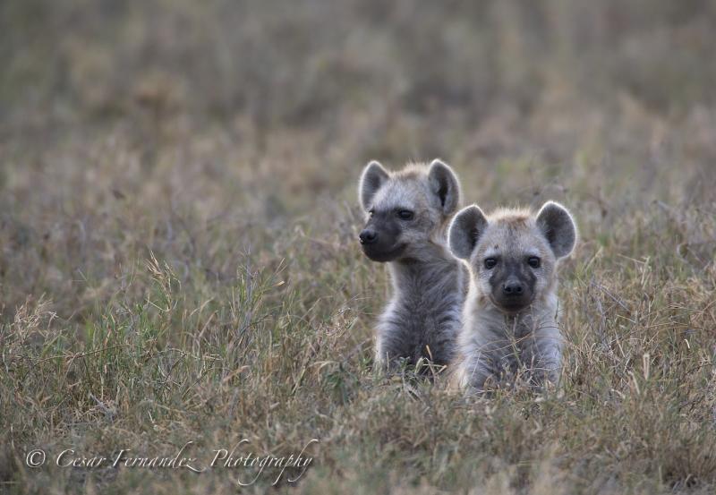 Spotted Hyena Cubs (Crocuta crocuta)
