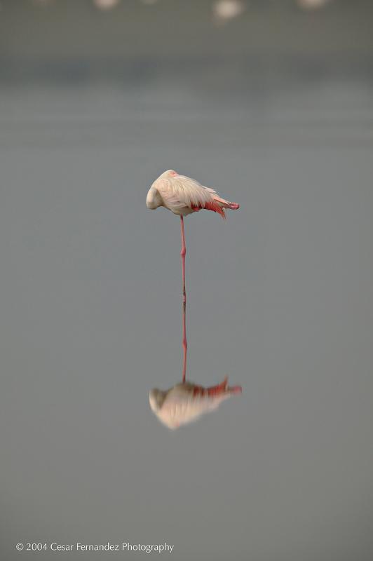Lesser Flamingo (Flamenco)