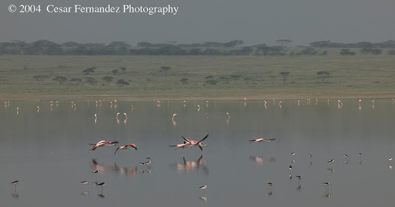 Lesser-Flamingos-in-Fly.jpg