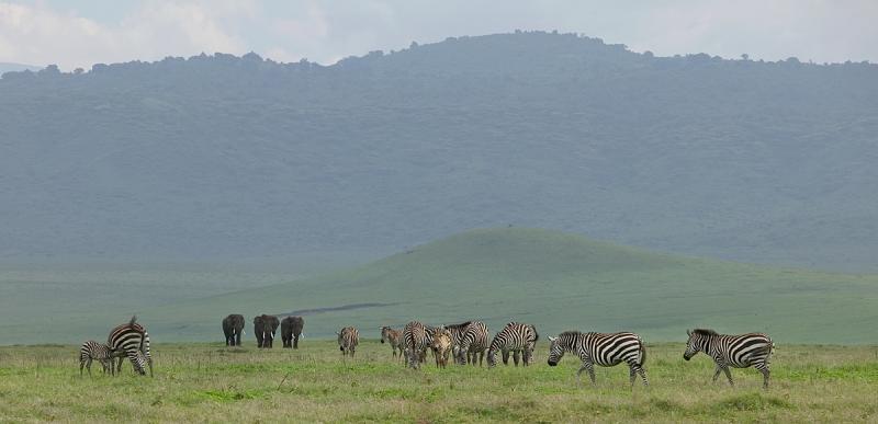 Zebras and Elephants