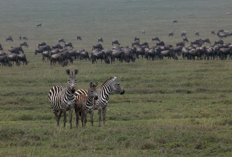 Zebra-Family-MF.jpg