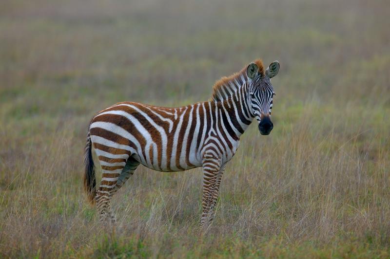 Young-Zebra-Stallion.jpg