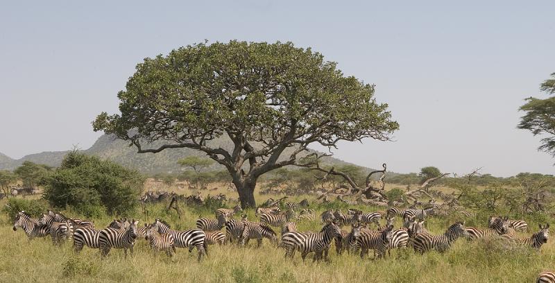 Seronera region, Serengeti.