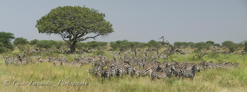 Zebra Congregation - Seronera Region, Serengeti