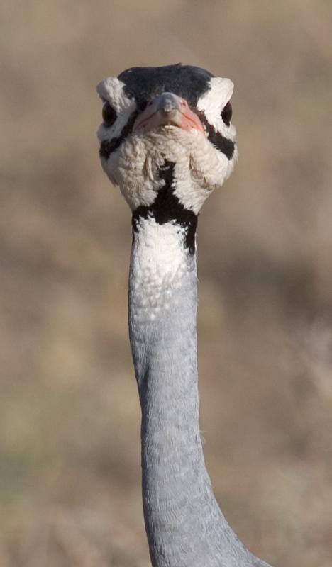 White Bellied Bustard - Adult Male