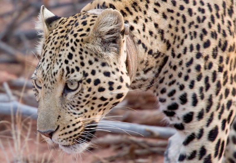 Female Leopard with tracking collard