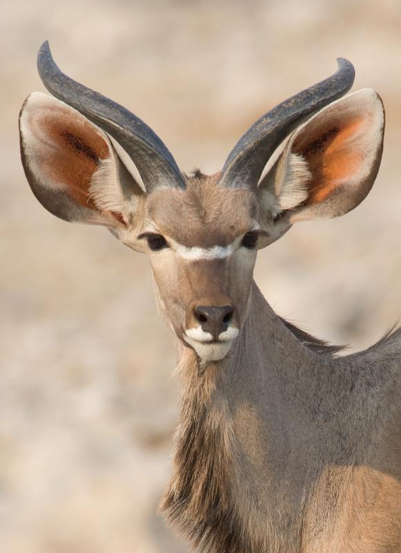 Kudu - Young Male
